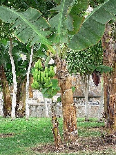 Pohon Pisang Termasuk Tanaman Herba