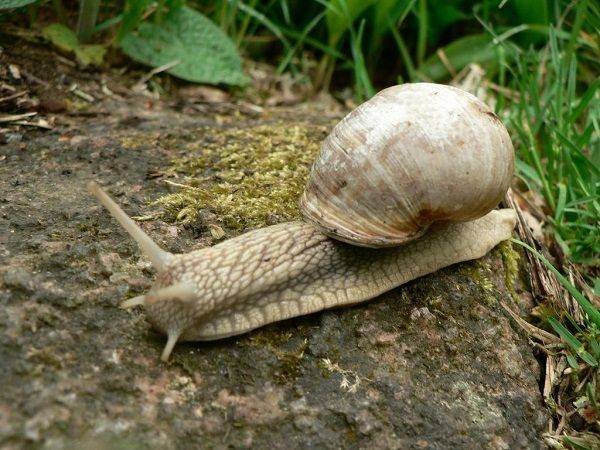 Siput Punya Gigi