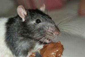 Tikus Sebagai Makanan Lezat Di Thailand