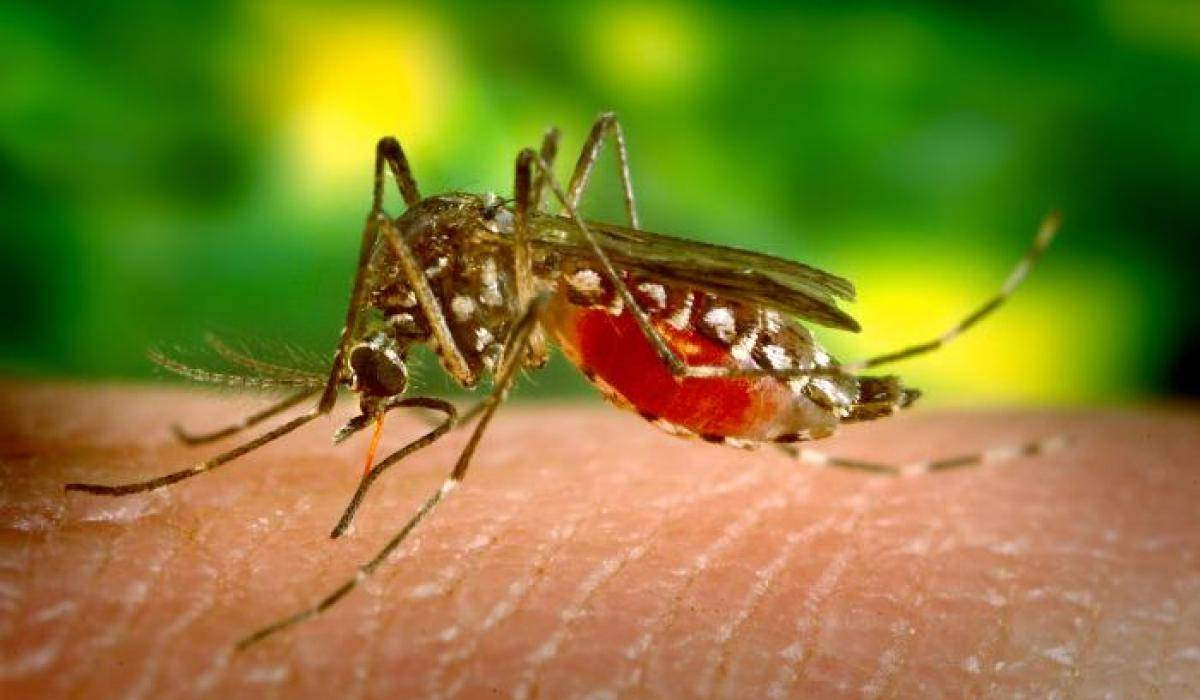 Asal-Usul Malaria