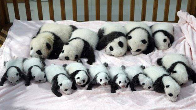 Panda Meniru Kehamilan Untuk Pelayanan Special Di Kebun Binatang