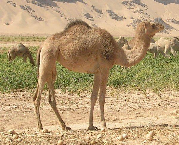 Unta Camelus dromedarius