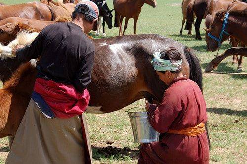 Airag - Minuman Nasional Mongolia