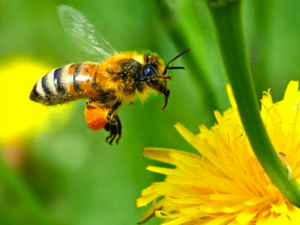 Lebah Berwajah Kuning dari Hawaii