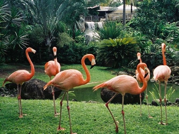 Flamingo Di Kebun Binatang