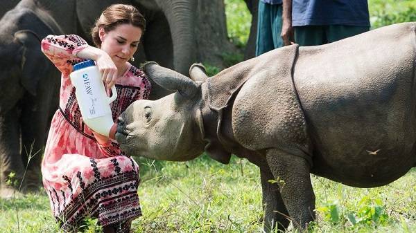 Anak Badak Disusui Oleh The Duke and Duchess of Cambridge