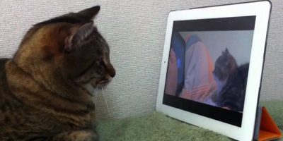 Kucing lagi nonton video sendiri