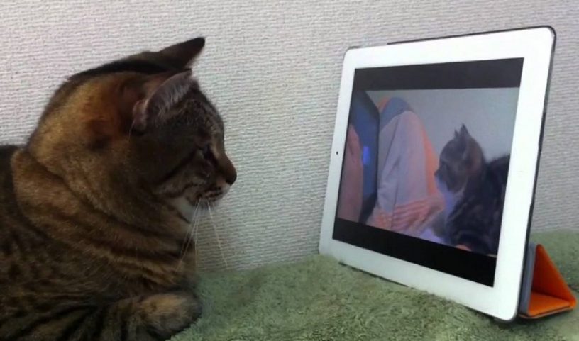 Kucing lagi nonton video sendiri
