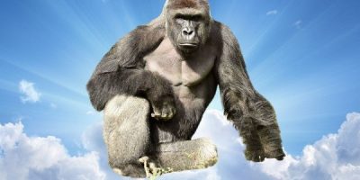 Harambe