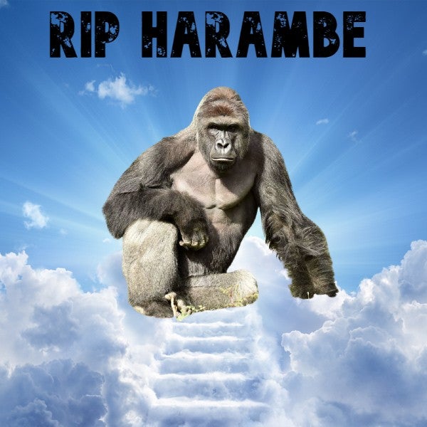 Harambe